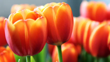 Close-up of vibrant orange tulips in bloom, captured in stunning detail for a 4K Ultra HD PC desktop wallpaper showcasing the beauty of nature.
