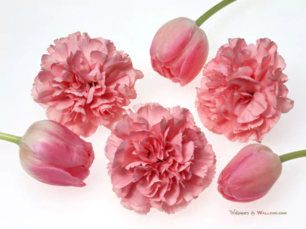 HD desktop wallpaper featuring a close-up of pink carnations and tulips arranged on a white background, highlighting the delicate beauty of nature’s flowers.