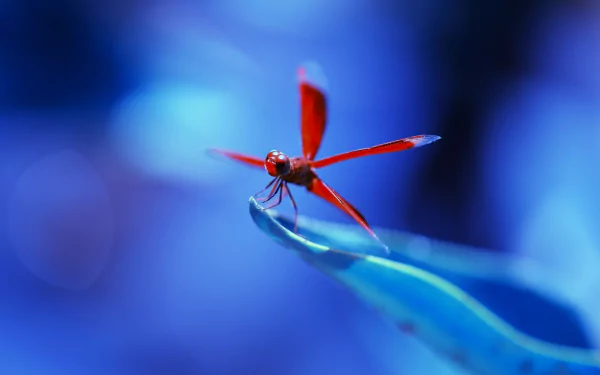 Animal dragonfly HD Desktop Wallpaper | Background Image