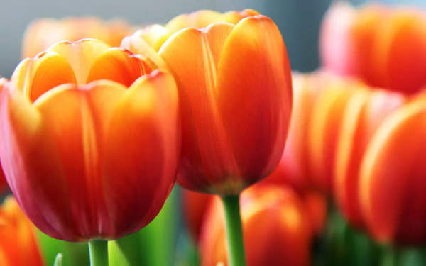 nature tulip HD Desktop Wallpaper | Background Image