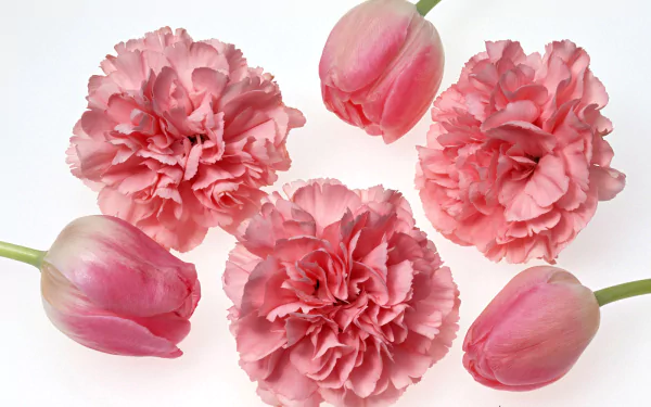 HD desktop wallpaper featuring a close-up of pink carnations and tulips arranged on a white background, highlighting the delicate beauty of nature’s flowers.
