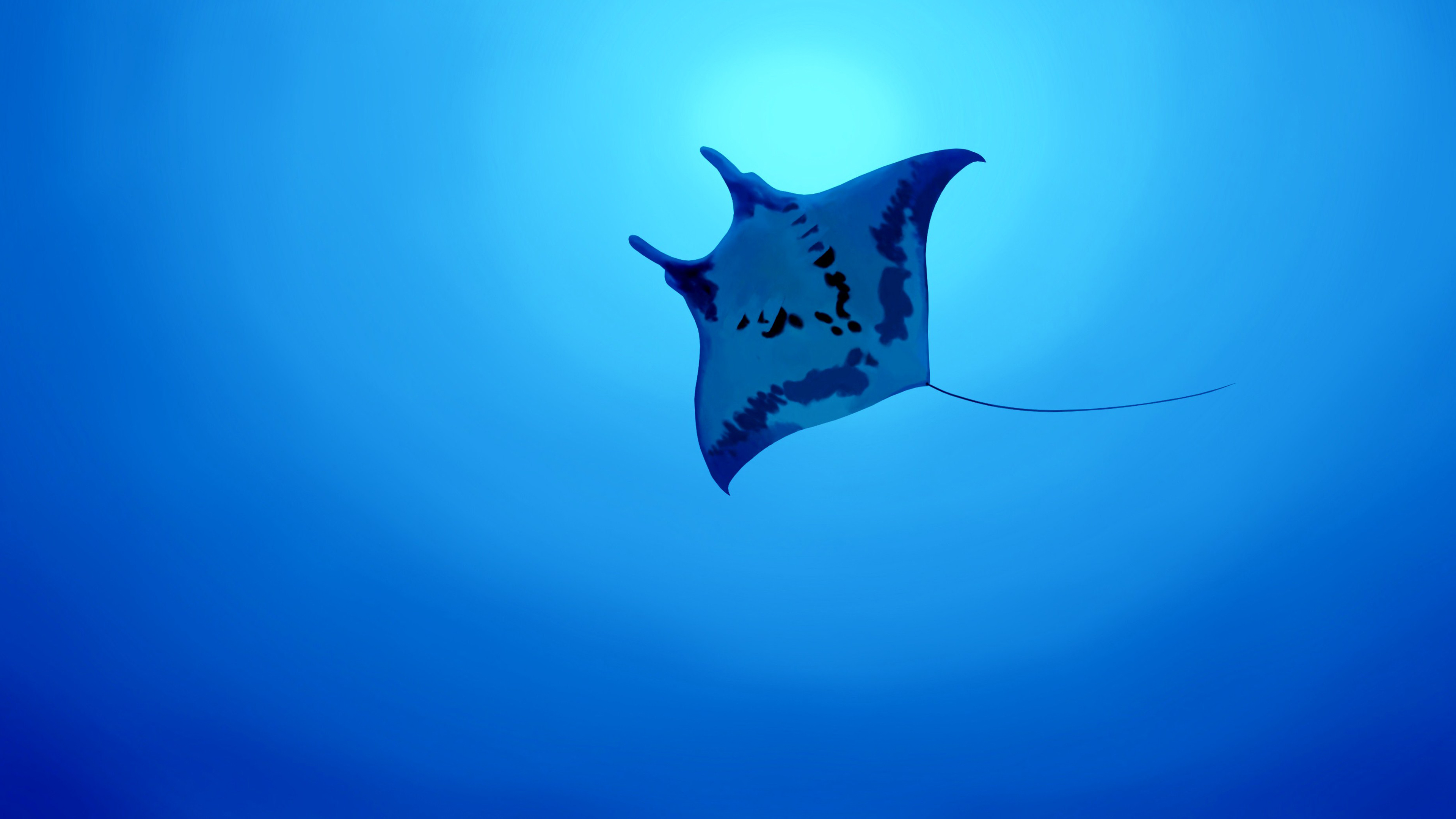 20+ Manta Ray HD Wallpapers and Backgrounds