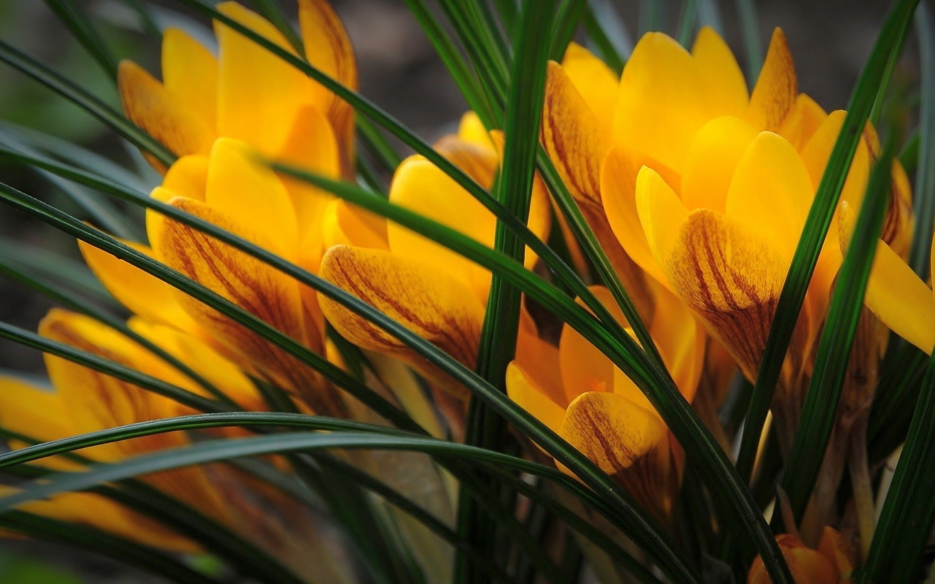 HD PC desktop wallpaper: close-up of vibrant yellow crocus blooms amid slender green leaves, nature background.