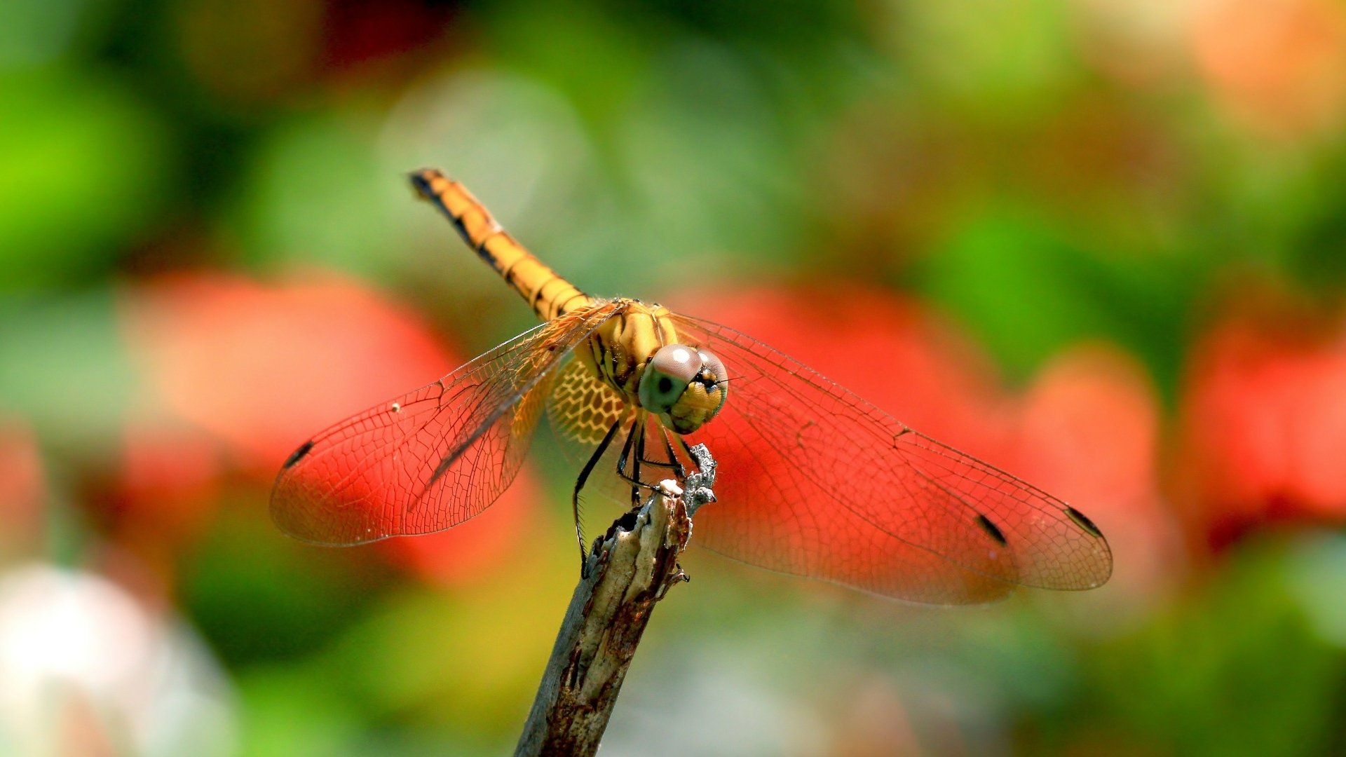 Download Animal Dragonfly 4k Ultra HD Wallpaper