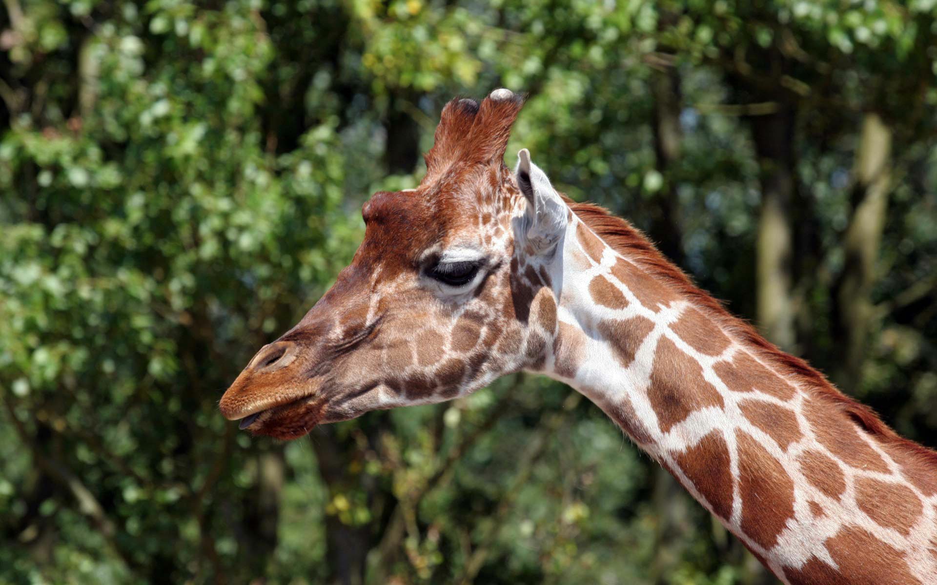Majestic Giraffe — HD Wildlife Wallpaper | 1920x1200 | Wallpaper Abyss