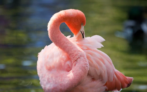 HD desktop wallpaper of a pink flamingo gracefully preening its feathers against a blurred natural background.
