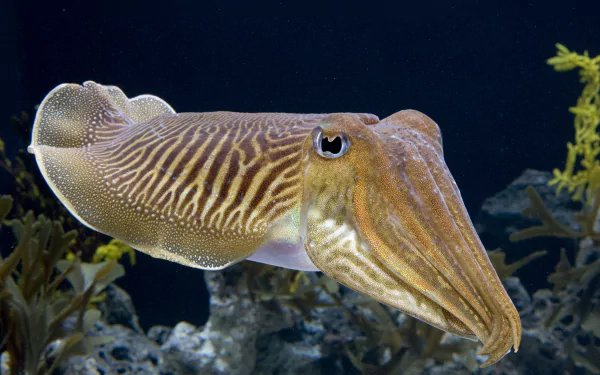 HD desktop wallpaper featuring a detailed close-up of a cuttlefish with intricate patterns against a dark underwater background.