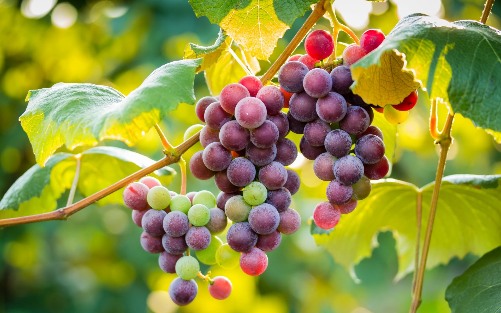HD PC desktop wallpaper showcasing vibrant clusters of ripe and unripe grapes hanging from a vine, surrounded by lush green leaves in bright natural light.