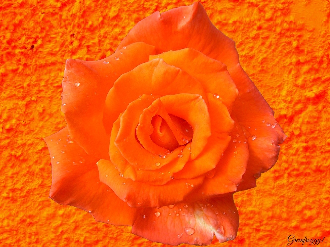 Vibrant orange rose with water droplets against a textured orange background, presented as an artistic HD desktop wallpaper.