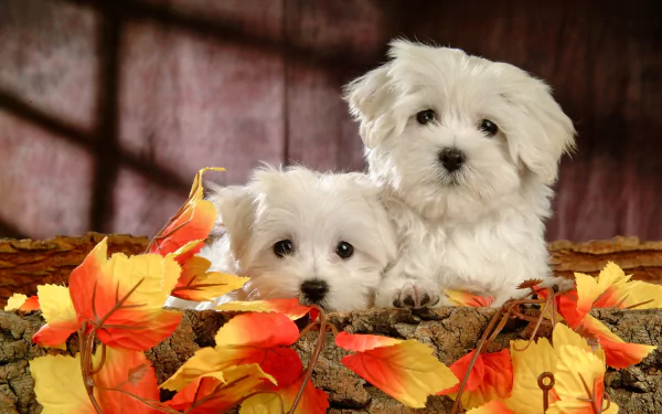 Two adorable Maltese puppies nestled among vibrant autumn leaves, set against a warm backdrop, creating a charming and inviting HD desktop wallpaper.