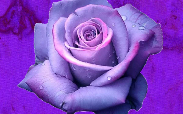 Artistic close-up of a purple rose with water droplets, rendered in high definition for a vivid PC desktop wallpaper and background.