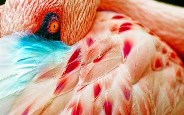Animal Flamingo Birds Flamingos Bird Eye Feather HD Wallpaper | Background Image