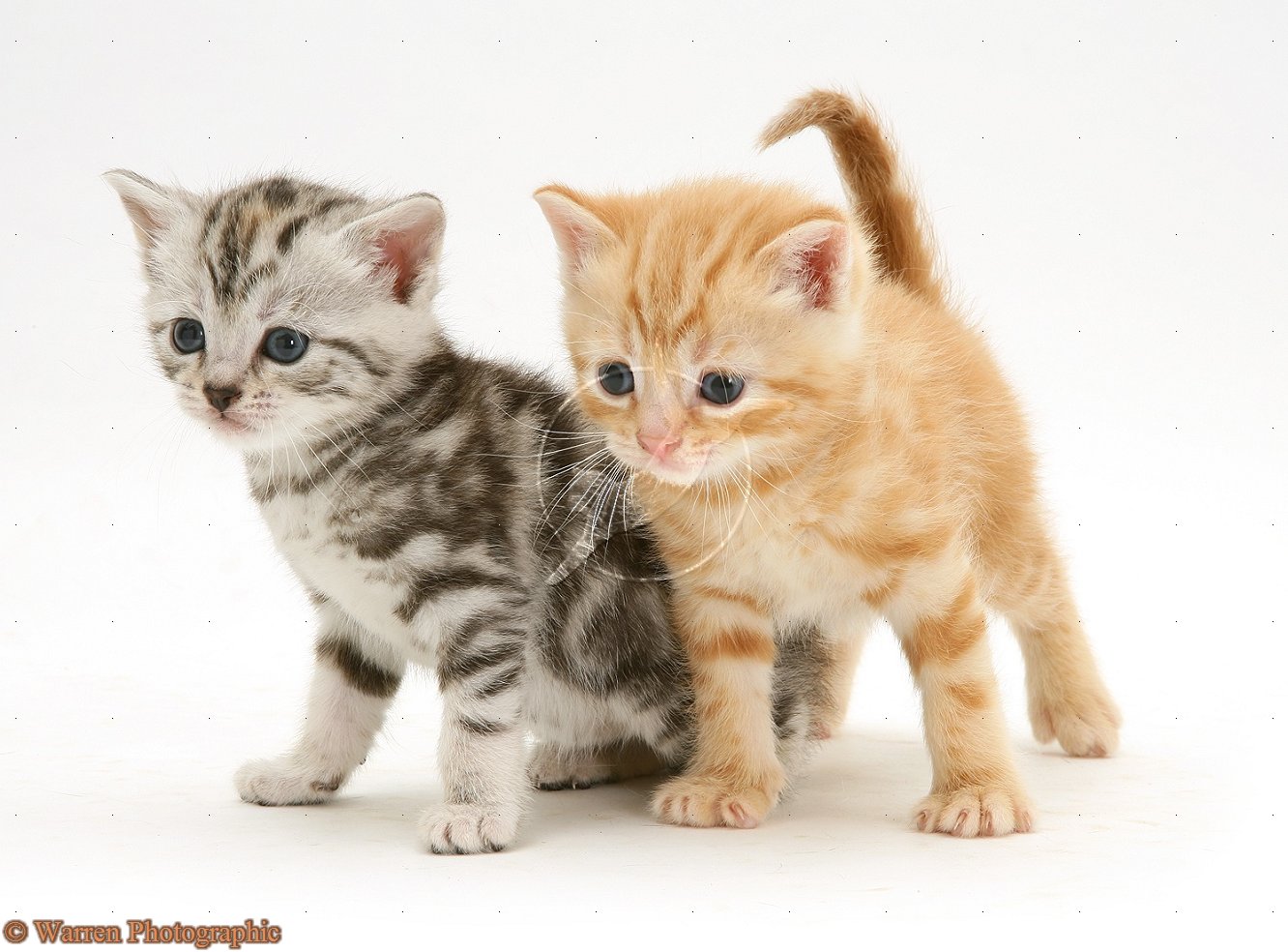 kittens by warren photgraphic
