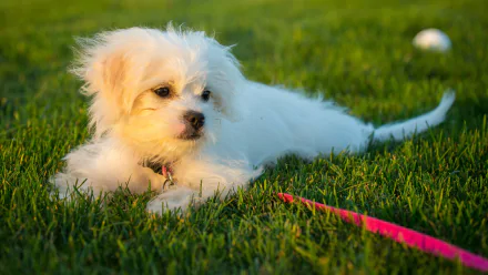 HD desktop wallpaper featuring a Maltese dog resting on green grass with a pink leash beside it, basking in the soft glow of the setting sun.