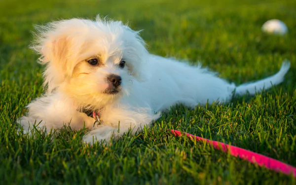 HD desktop wallpaper featuring a Maltese dog resting on green grass with a pink leash beside it, basking in the soft glow of the setting sun.
