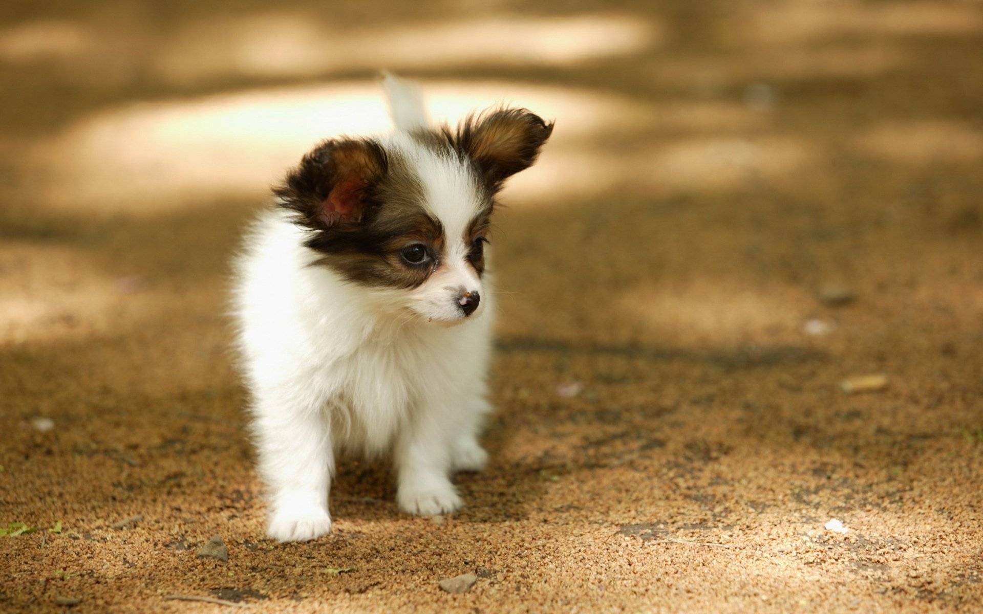 HD PC desktop wallpaper featuring a cute Papillon puppy dog standing on a sunlit dirt ground with a softly blurred natural background.