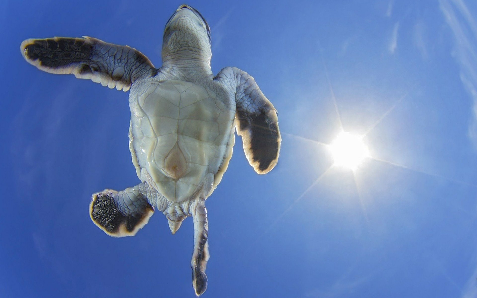 Animal Turtle HD Wallpaper
