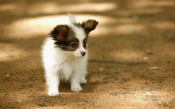HD PC desktop wallpaper featuring a cute Papillon puppy dog standing on a sunlit dirt ground with a softly blurred natural background.