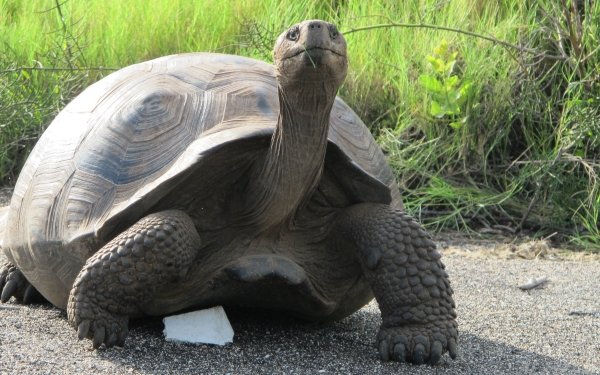 Animal Giant tortoise Turtles HD Wallpaper | Background Image
