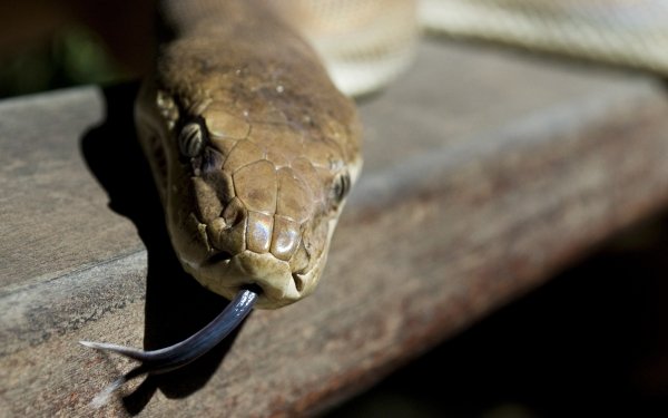 Animal Snake Reptiles Snakes HD Wallpaper | Background Image