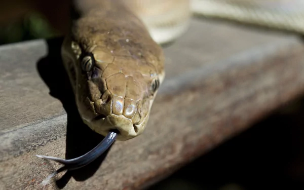 Animal snake HD Desktop Wallpaper | Background Image