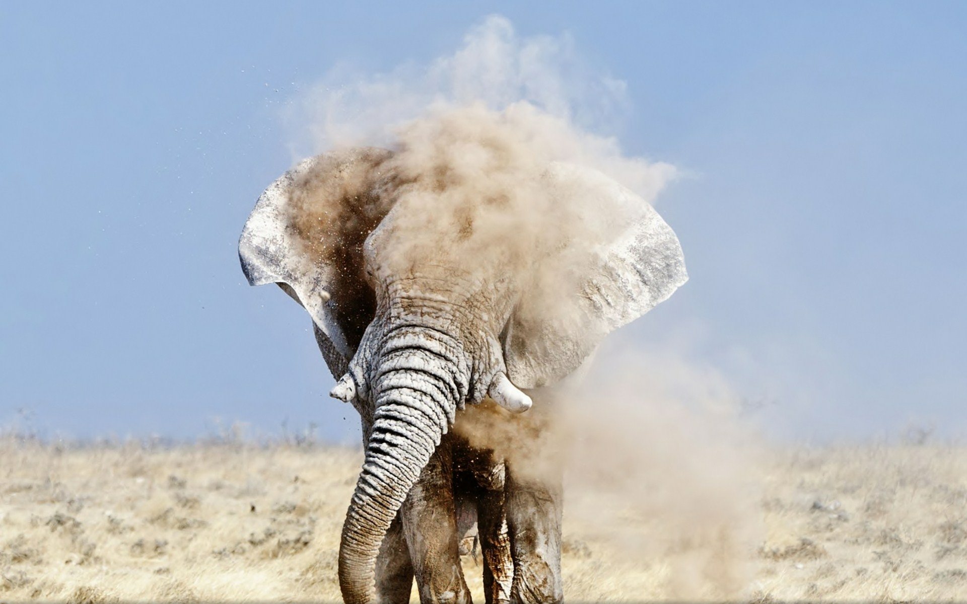 A striking HD desktop wallpaper featuring an African bush elephant kicking up dust in a vast open landscape, showcasing the majestic beauty of wildlife.