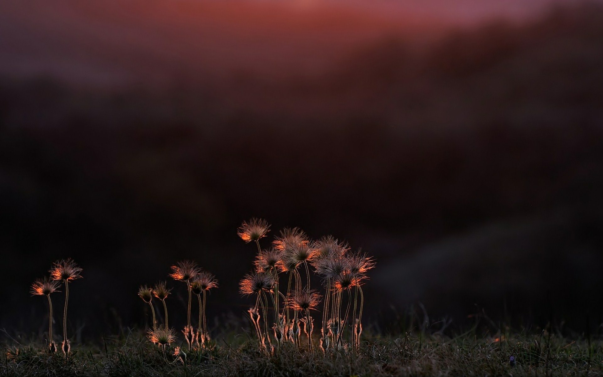 Download Leaf Nature Tree HD Wallpaper