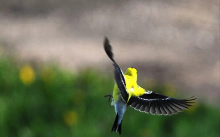 american goldfinch bird Animal goldfinch HD Desktop Wallpaper | Background Image