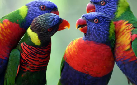 HD desktop wallpaper featuring a close-up of colorful rainbow lorikeets, showcasing vibrant feathers and bright red eyes against a soft green background.