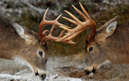 Two deer with impressive antlers engage in a face-off, surrounded by a snowy landscape. This HD image makes a striking desktop wallpaper and background.