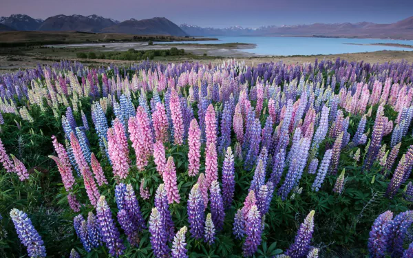 HD desktop wallpaper featuring a vibrant field of lupine flowers set against a serene natural landscape with distant mountains under a soft sky.