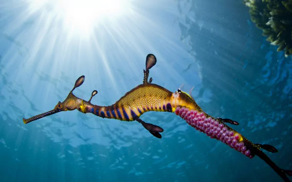 HD desktop wallpaper featuring a vibrant leafy seadragon, a unique seahorse species, gracefully floating underwater with sunlight streaming from above.