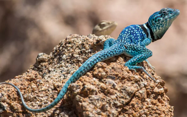 A vibrant Collared Lizard with striking blue and black markings perches on a rocky surface, showcasing its colorful features in this HD desktop wallpaper.