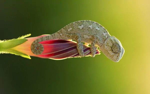 Animal chameleon HD Desktop Wallpaper | Background Image
