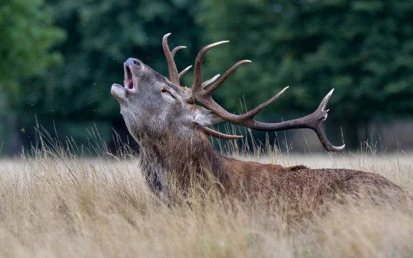 A majestic stag with large antlers calling out while resting in tall grass, captured in stunning 4K Ultra HD quality for a PC desktop wallpaper background.