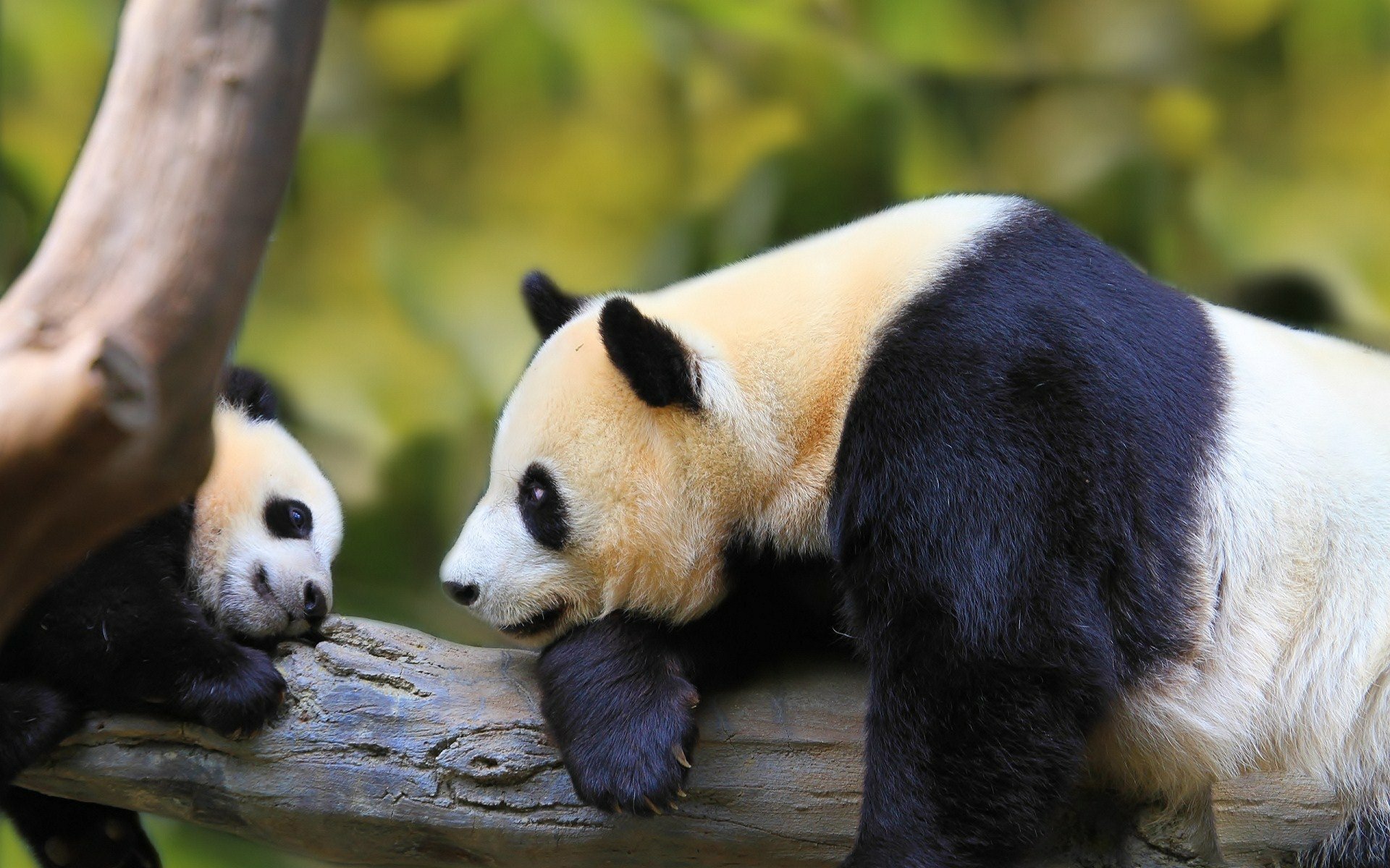 Momma Panda Scolding Baby Panda HD Wallpaper | Background ...