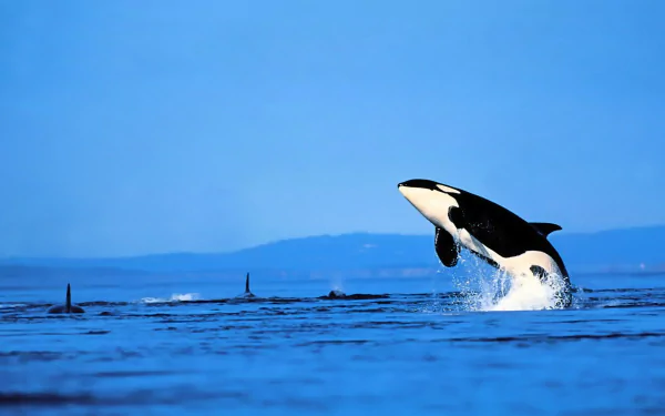 HD desktop wallpaper featuring an orca whale leaping out of vibrant blue ocean waters under a clear sky.