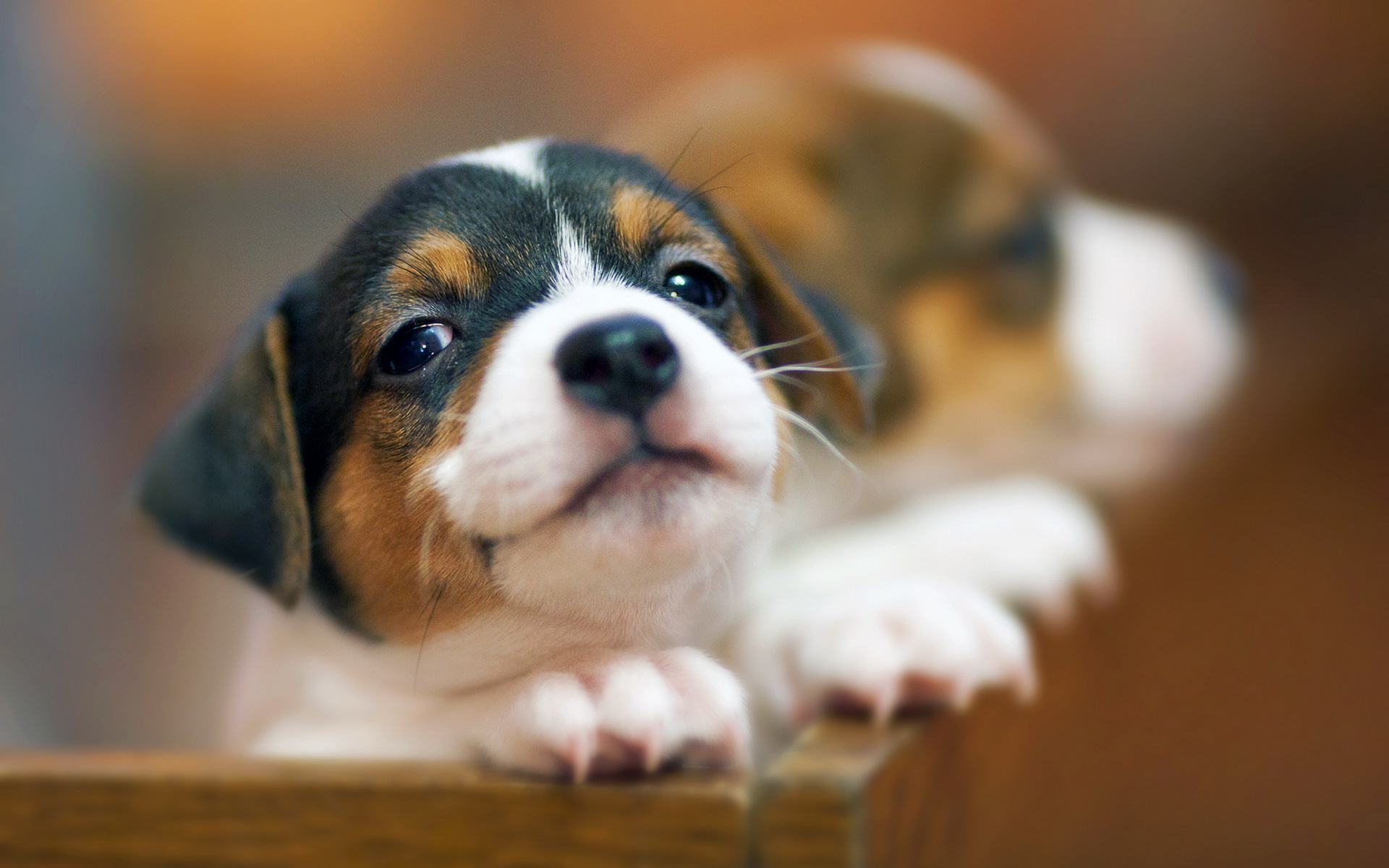 3100+ Dog HD Wallpapers and Backgrounds