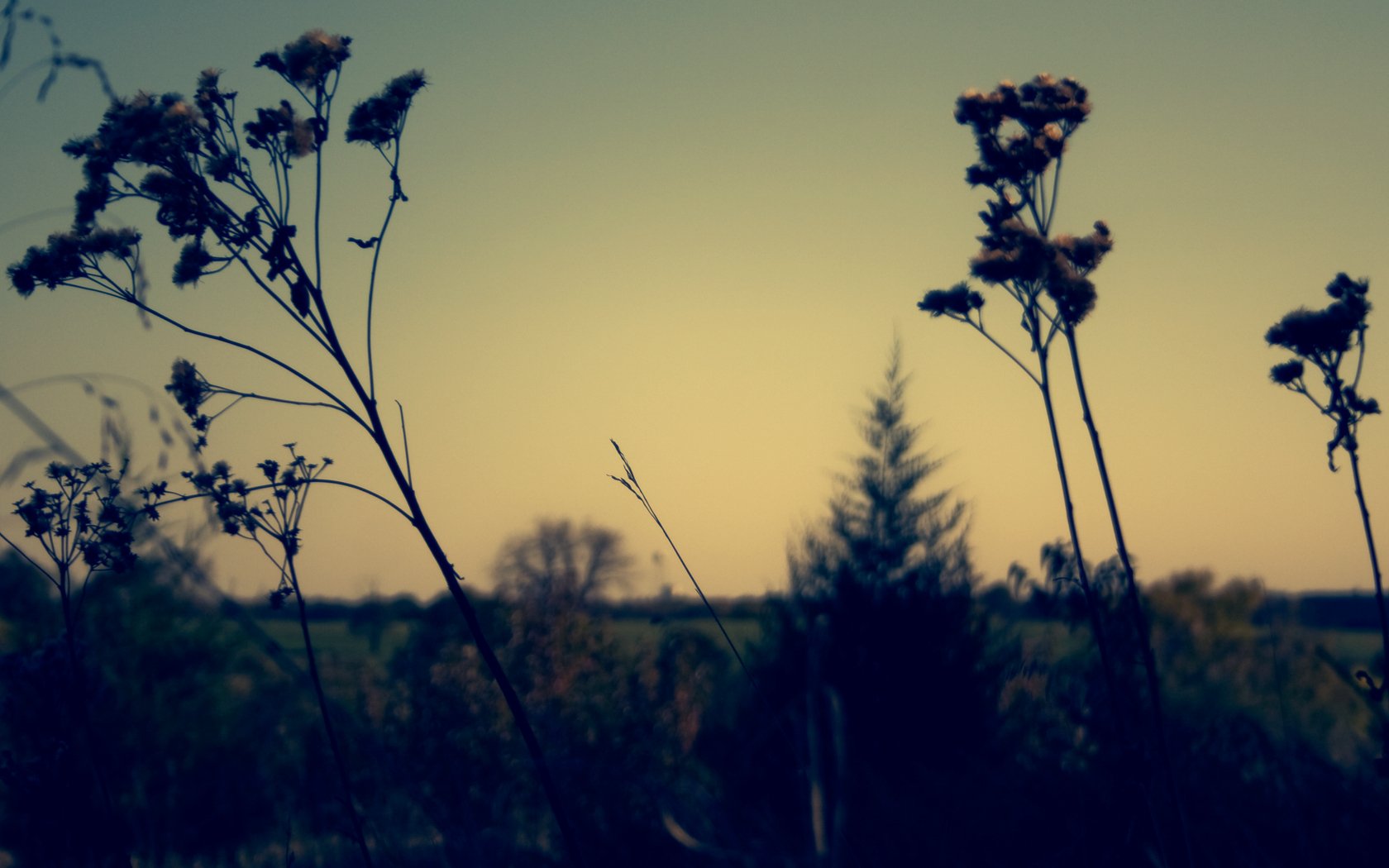 Close-up of delicate wildflowers silhouetted against a soft twilight sky, capturing a tranquil nature scene in HD for a PC desktop wallpaper background.