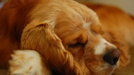 Close-up of a sleeping cocker spaniel puppy with soft fur, captured in an HD desktop wallpaper showcasing the peaceful animal resting.