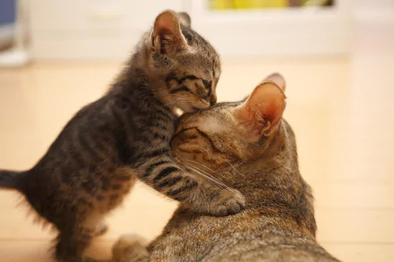 HD wallpaper of a cute kitten nuzzling the face of an adult cat, depicting a tender moment between baby and adult animals.