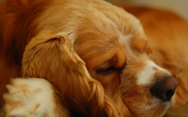 Close-up of a sleeping cocker spaniel puppy with soft fur, captured in an HD desktop wallpaper showcasing the peaceful animal resting.
