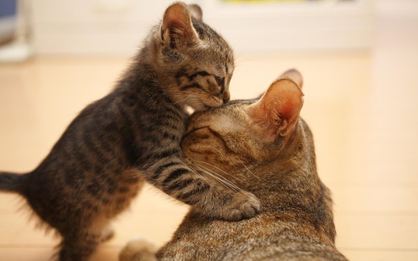 Animales Gato Gatos Baby Animal Kitten Lindo Fondo de pantalla HD | Fondo de Escritorio