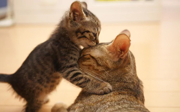 HD wallpaper of a cute kitten nuzzling the face of an adult cat, depicting a tender moment between baby and adult animals.