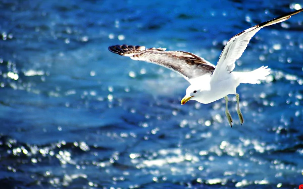 A seagull gracefully glides above shimmering blue waters, captured in this vibrant HD desktop wallpaper, showcasing the beauty of wildlife and nature.