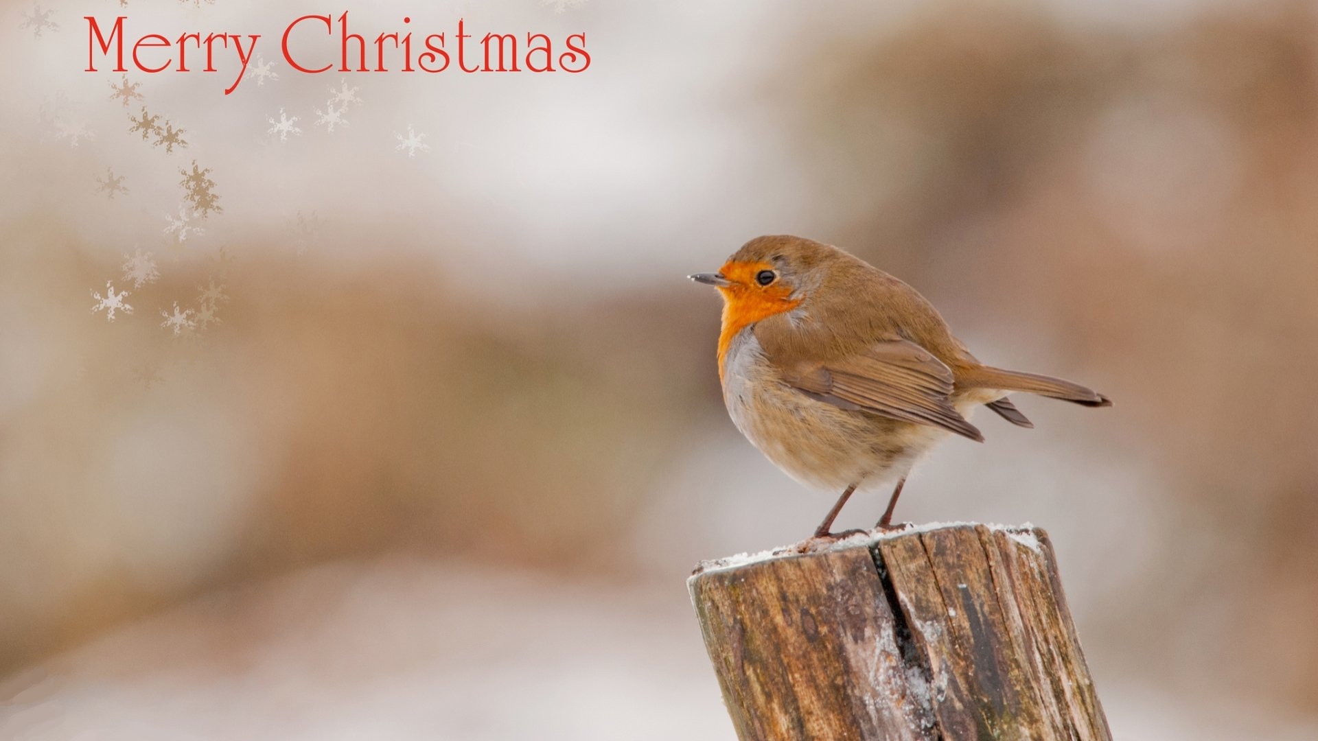 A charming bird perched on a wooden stump, surrounded by a soft winter backdrop, with Merry Christmas elegantly displayed, creating a festive holiday desktop wallpaper.