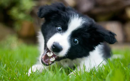 A playful border collie puppy with striking blue eyes, lying in green grass, showcases its joyful expression, making an engaging HD desktop wallpaper or background.