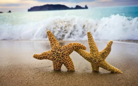 Two starfish on a sandy beach with gentle waves in the background, captured in vibrant detail, creating a serene atmosphere for an HD desktop wallpaper.