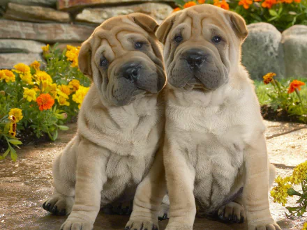 Two adorable Shar Pei puppies sit close together in a garden with bright yellow flowers, captured in a HD desktop wallpaper image.