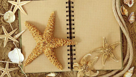 Animal starfish HD Desktop Wallpaper | Background Image